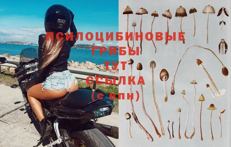 Псилоцибиновые грибы MAGIC MUSHROOMS  магазин    Знаменск 